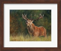 Framed Stag #1