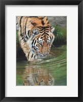 Framed Tiger Cub Reflections