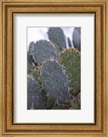 Framed Arizona Cactus