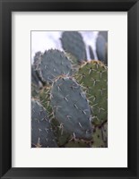 Framed Arizona Cactus