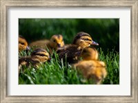 Framed Ducklings