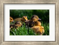 Framed Ducklings