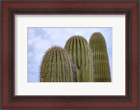 Framed Cactus