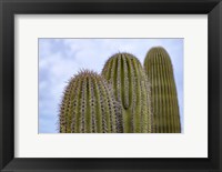 Framed Cactus