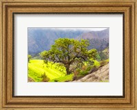 Framed Prolab Oak Tree