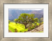 Framed Prolab Oak Tree