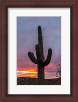 Framed Cactus 2
