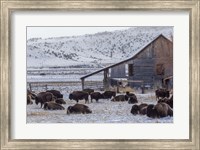 Framed Colorado Buffalo