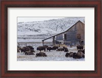 Framed Colorado Buffalo