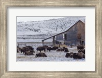 Framed Colorado Buffalo