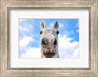 Framed White Horse