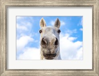 Framed White Horse