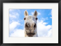 Framed White Horse