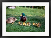 Framed Family of Ducks