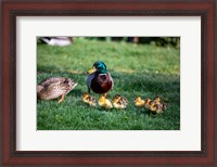Framed Family of Ducks