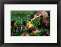 Framed Momma Duck