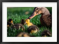 Framed Momma Duck
