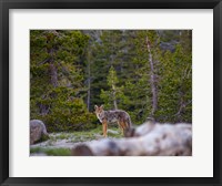 Framed Yosemite Wildlife