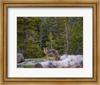 Framed Yosemite Wildlife
