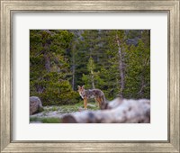 Framed Yosemite Wildlife