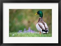 Framed Mallard Duck
