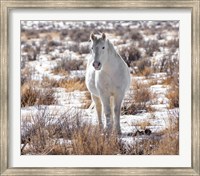 Framed Horse in the Snow