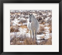 Framed Horse in the Snow