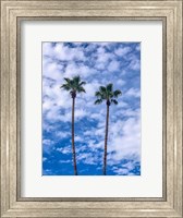 Framed Palms & Blue Skies