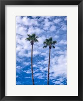 Framed Palms & Blue Skies