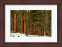 Framed Forest