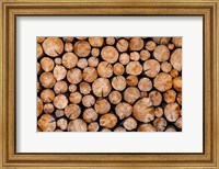 Framed Logs