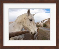 Framed On the Ranch