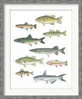 Framed Fresh Catch V