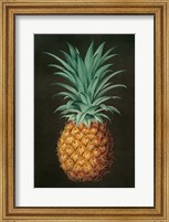 Framed Vintage Pineapple II