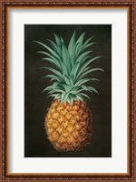 Framed Vintage Pineapple II