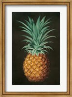 Framed Vintage Pineapple II