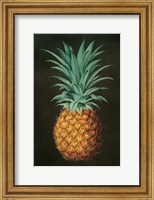 Framed Vintage Pineapple II