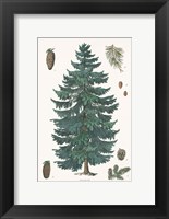 Framed Evergreen Botanical Chart