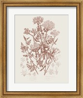 Framed Flowering Plants IV Brown