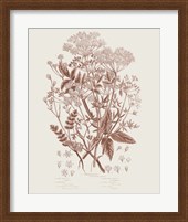 Framed Flowering Plants I Brown