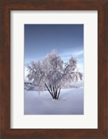 Framed Snow Covered Tree in the Yukon River, Canada