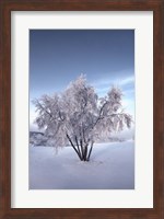 Framed Snow Covered Tree in the Yukon River, Canada