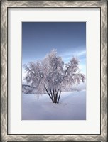 Framed Snow Covered Tree in the Yukon River, Canada