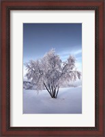 Framed Snow Covered Tree in the Yukon River, Canada