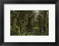 Framed Forest in British Columbia, Canada