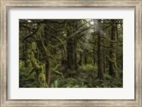 Framed Forest in British Columbia, Canada