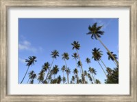 Framed Low Angle View Of a Group Of Palm Trees in Kauai, Hawaii