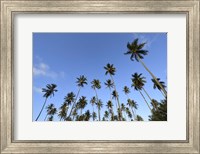 Framed Low Angle View Of a Group Of Palm Trees in Kauai, Hawaii