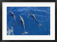 Framed Group Of Spinner Dolphins