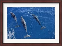 Framed Group Of Spinner Dolphins